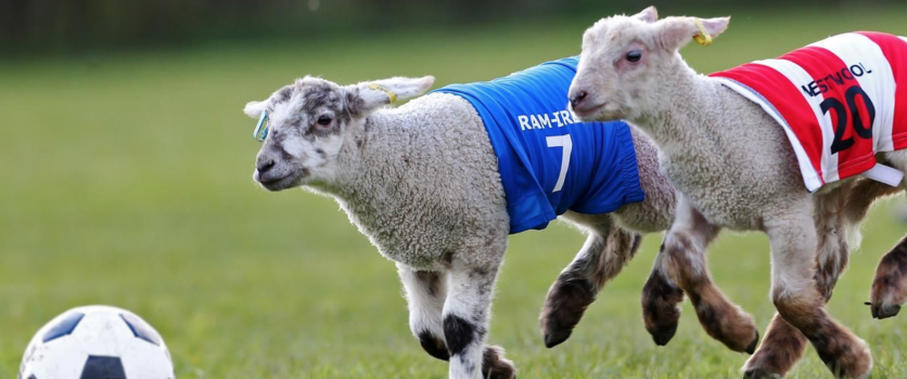 WOOL PRICES REACH ALL TIME HIGH